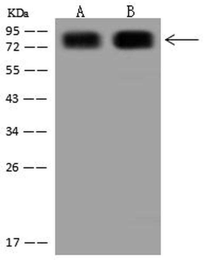 CD44 Antibody in Western Blot (WB)