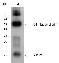 CD59 Antibody in Immunoprecipitation (IP)