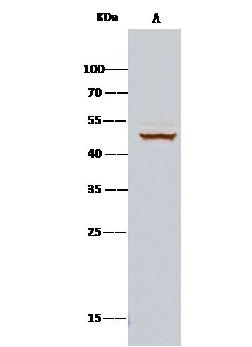 Cdc37 Antibody in Immunoprecipitation (IP)