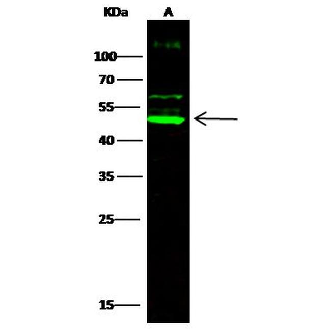 Cdc37 Antibody in Western Blot (WB)