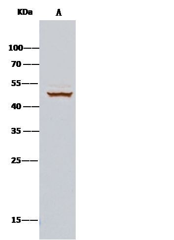 Cdc37 Antibody in Immunoprecipitation (IP)