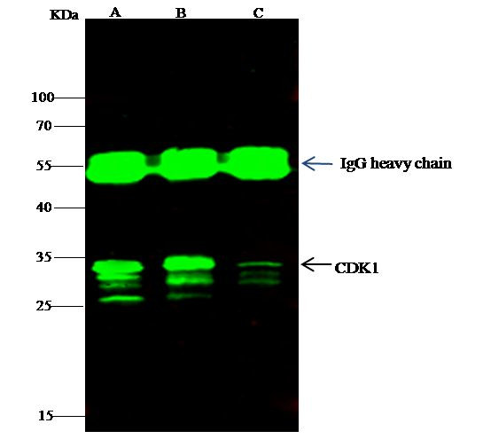 CDK1 Antibody in Immunoprecipitation (IP)