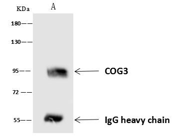 COG3 Antibody in Immunoprecipitation (IP)