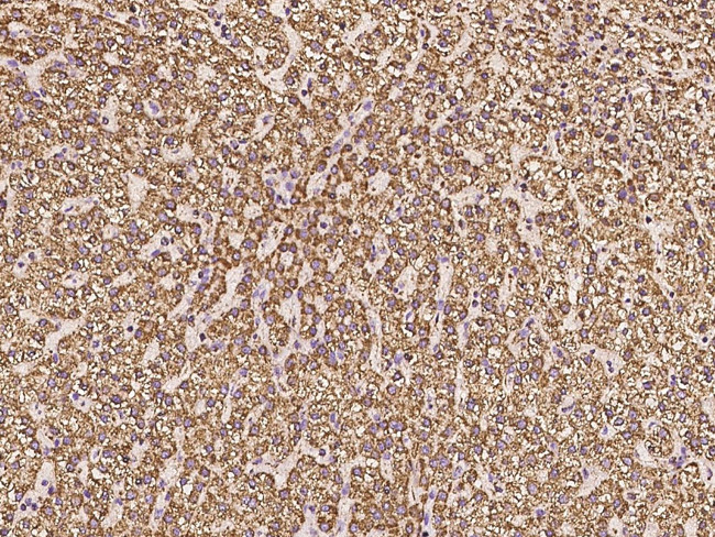 COX5A Antibody in Immunohistochemistry (Paraffin) (IHC (P))