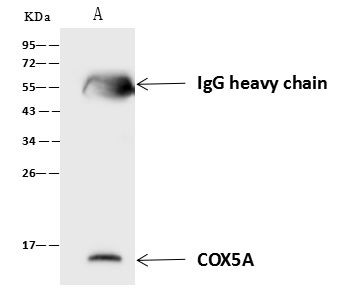 COX5A Antibody in Immunoprecipitation (IP)