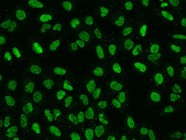 CREB Antibody in Immunocytochemistry (ICC/IF)