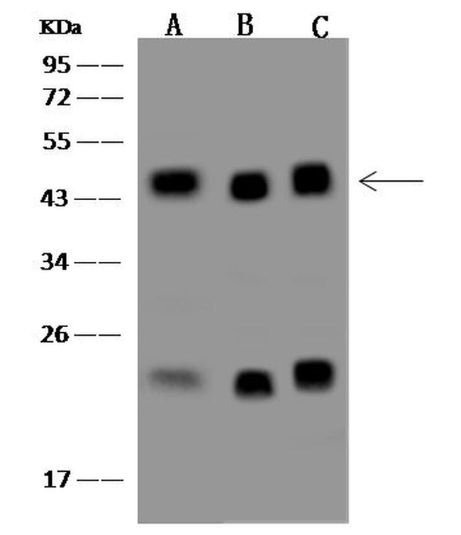 CREB Antibody in Western Blot (WB)