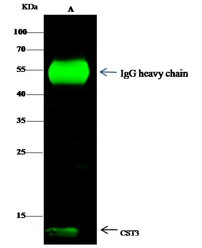 Cystatin C Antibody in Immunoprecipitation (IP)