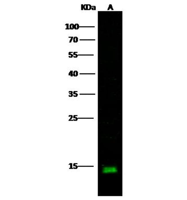 Cystatin C Antibody in Western Blot (WB)