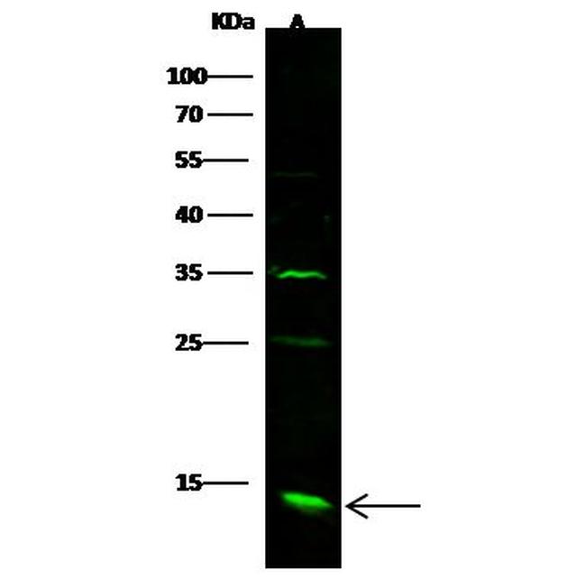 CXCL1 Antibody in Western Blot (WB)