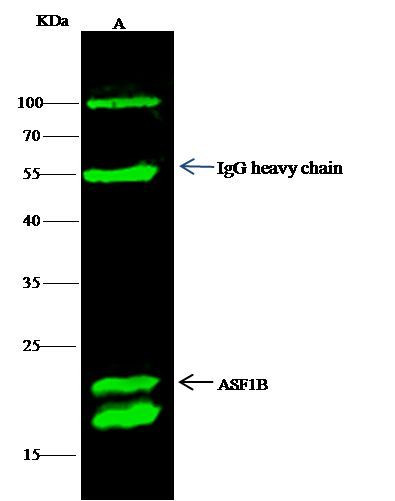 CXCL1 Antibody in Immunoprecipitation (IP)