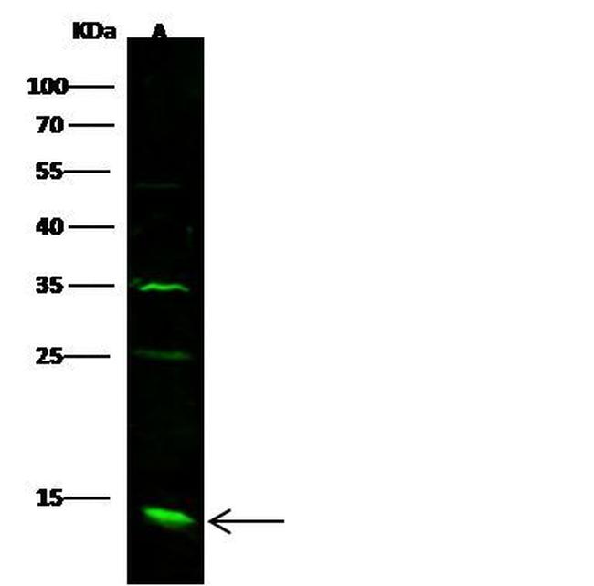 CXCL1 Antibody in Western Blot (WB)