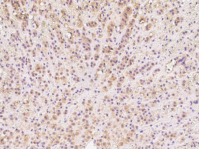 DIMT1 Antibody in Immunohistochemistry (Paraffin) (IHC (P))