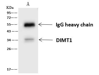 DIMT1 Antibody in Immunoprecipitation (IP)