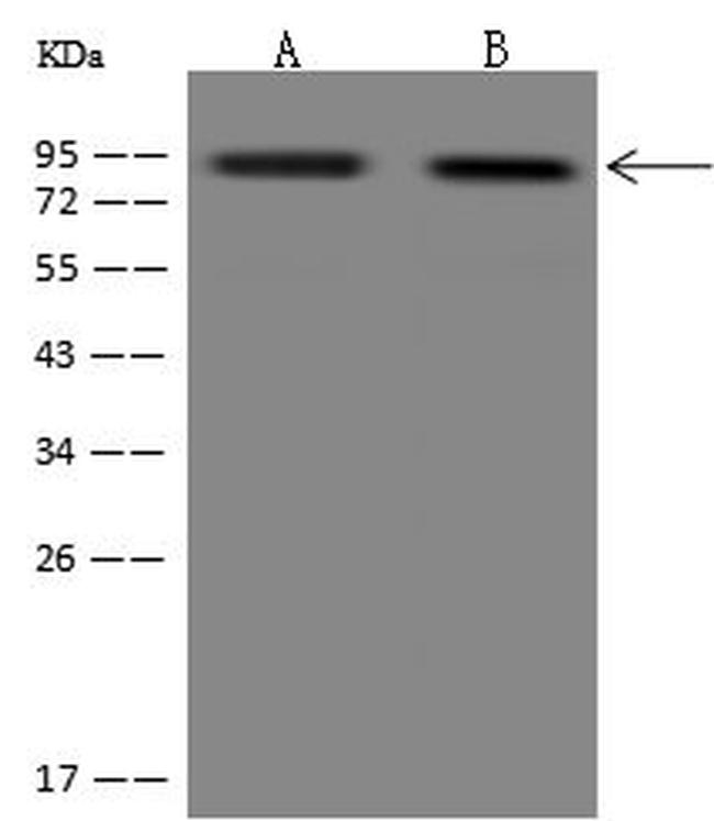 DIXDC1 Antibody in Western Blot (WB)