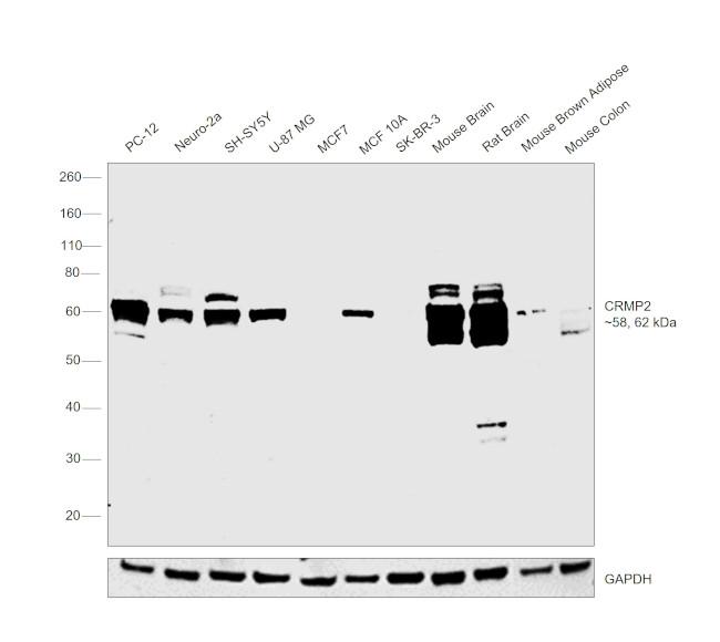 CRMP2 Antibody