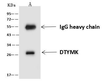 DTYMK Antibody in Immunoprecipitation (IP)