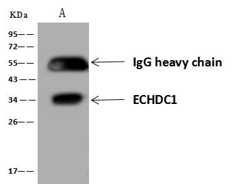 ECHDC1 Antibody in Immunoprecipitation (IP)