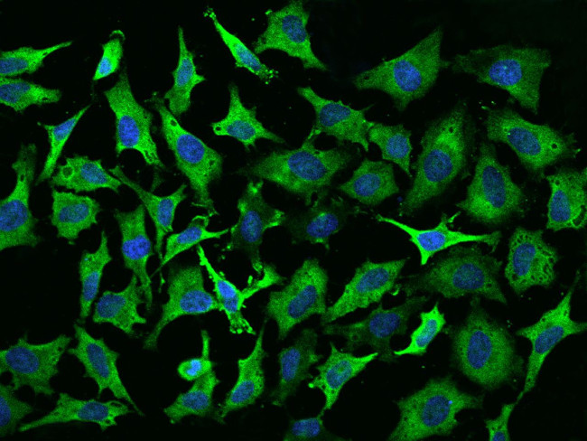 EEF1A2 Antibody in Immunocytochemistry (ICC/IF)