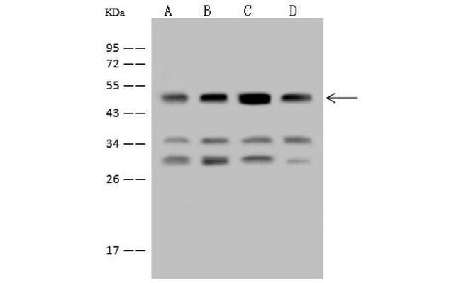 EEF1A2 Antibody in Western Blot (WB)