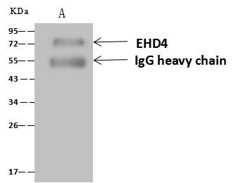 EHD4 Antibody in Immunoprecipitation (IP)