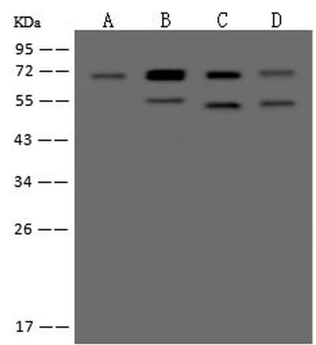 EHD4 Antibody in Western Blot (WB)