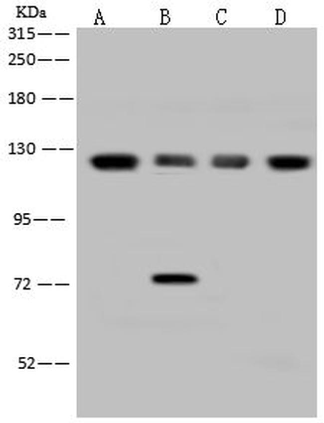 eIF3b Antibody in Western Blot (WB)