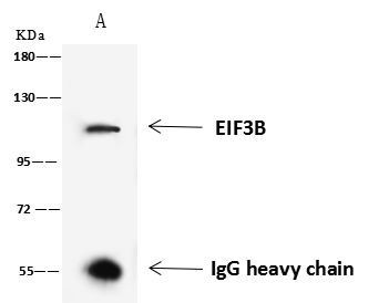 eIF3b Antibody in Immunoprecipitation (IP)