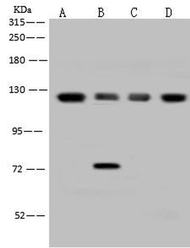 eIF3b Antibody in Western Blot (WB)