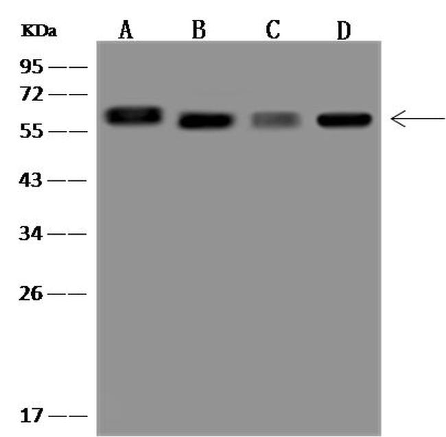 ELK1 Antibody in Western Blot (WB)