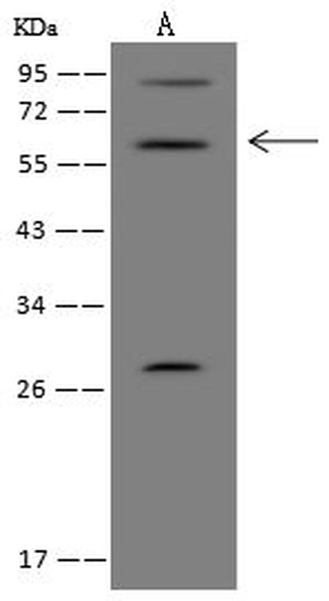 EOGT Antibody in Western Blot (WB)