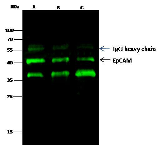 EpCAM Antibody in Immunoprecipitation (IP)