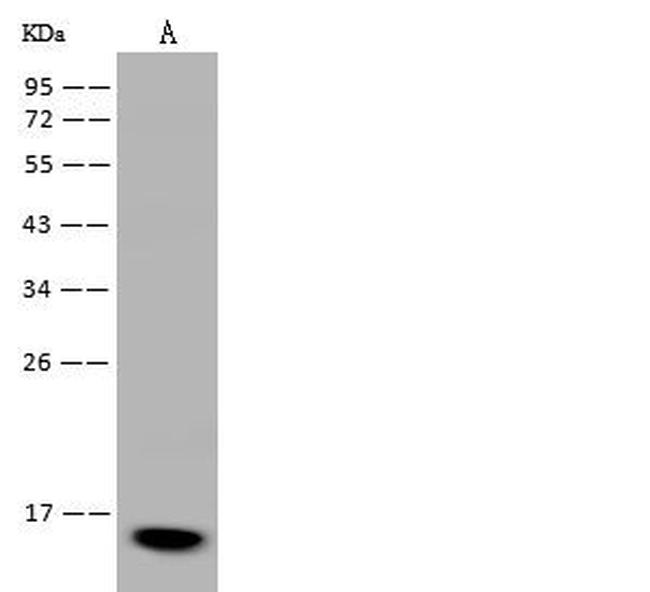 FABP7 Antibody in Western Blot (WB)