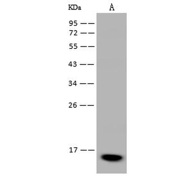 FABP7 Antibody in Western Blot (WB)