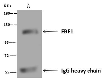 FBF1 Antibody in Immunoprecipitation (IP)