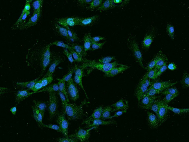 G2E3 Antibody in Immunocytochemistry (ICC/IF)