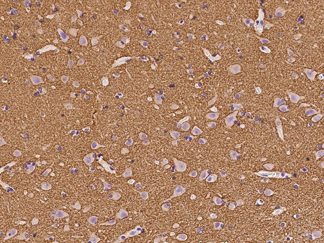 GAP43 Antibody in Immunohistochemistry (Paraffin) (IHC (P))