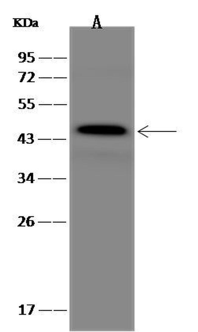 GAP43 Antibody in Western Blot (WB)