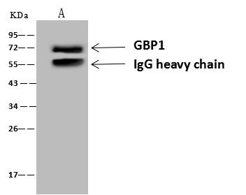 GBP1 Antibody in Immunoprecipitation (IP)