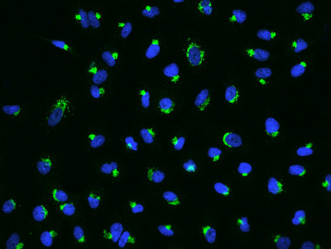 GOLGA1 Antibody in Immunocytochemistry (ICC/IF)