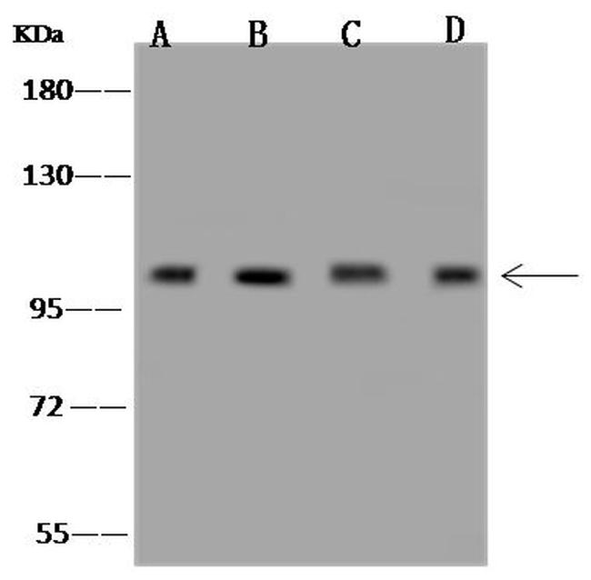 GOLGA1 Antibody in Western Blot (WB)