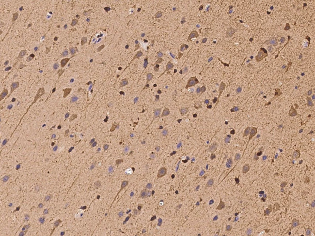 HSPA2 Antibody in Immunohistochemistry (Paraffin) (IHC (P))