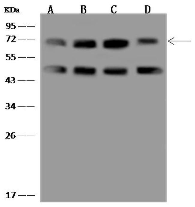 HSPA2 Antibody in Western Blot (WB)