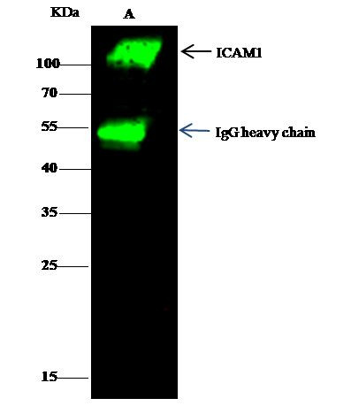 ICAM-1 Antibody in Immunoprecipitation (IP)