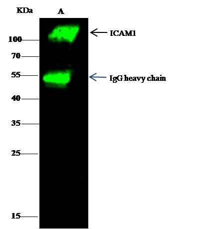 ICAM-1 Antibody in Immunoprecipitation (IP)