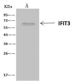 IFIT3 Antibody in Immunoprecipitation (IP)