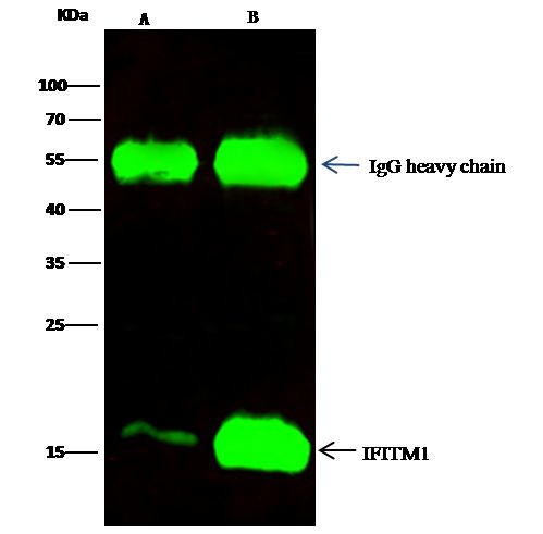 IFITM1 Antibody in Immunoprecipitation (IP)