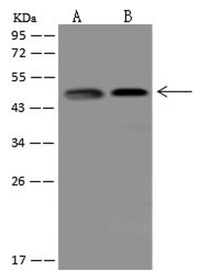 IKK gamma Antibody in Western Blot (WB)