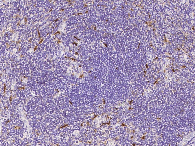 IL-18 Antibody in Immunohistochemistry (Paraffin) (IHC (P))