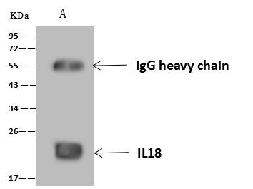 IL-18 Antibody in Immunoprecipitation (IP)